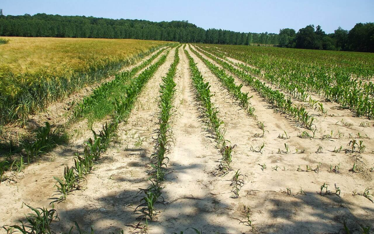 الزراعة المقاومة للجفاف.. إحدى تحديات التكيف مع التغيرات المناخية وندرة المياه بالمغرب