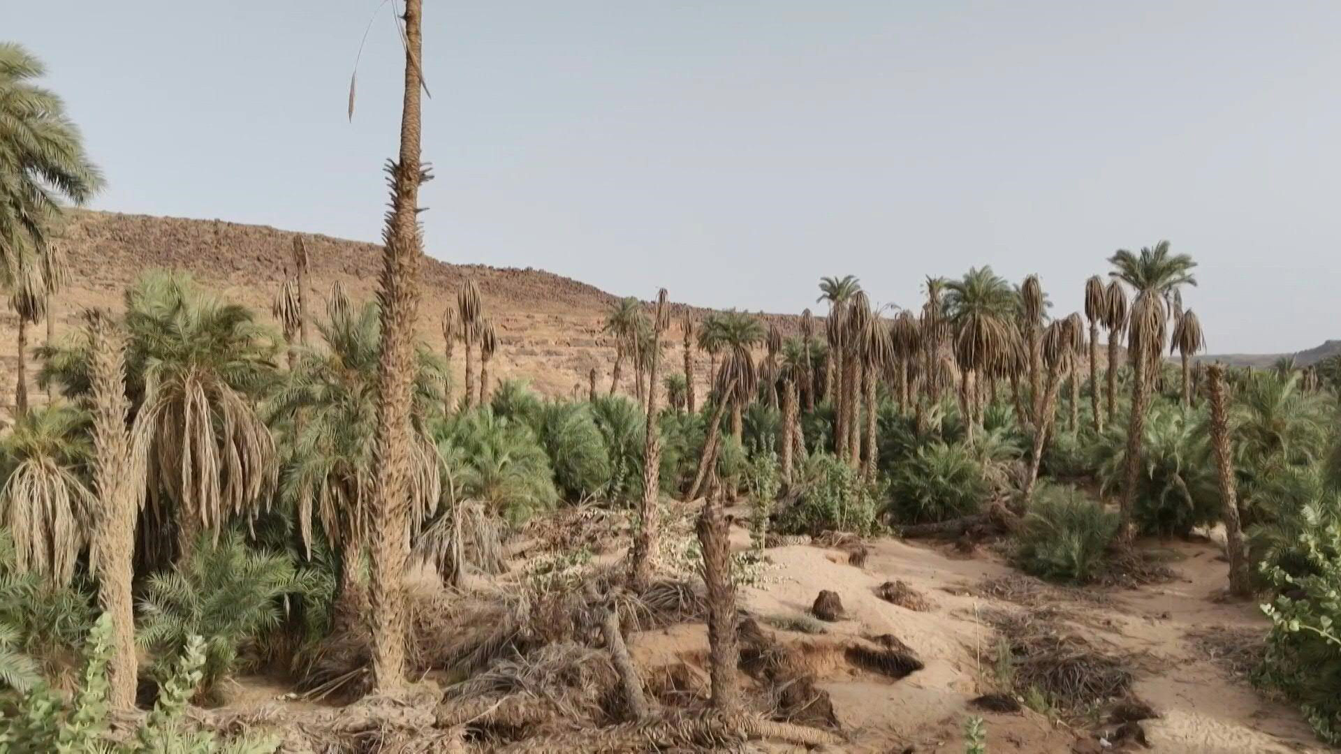 جفاف الأنهار بموريتانيا خلال العقود الأخيرة أدى إلى موت أزيد من 26 ألف نخلة