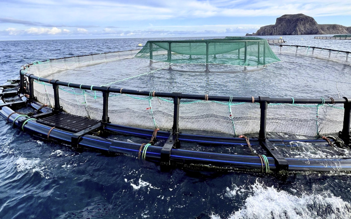 عدد المزارع المرخصة لتربية الأحياء المائية البحرية بالمملكة يبلغ 300 مزرعة