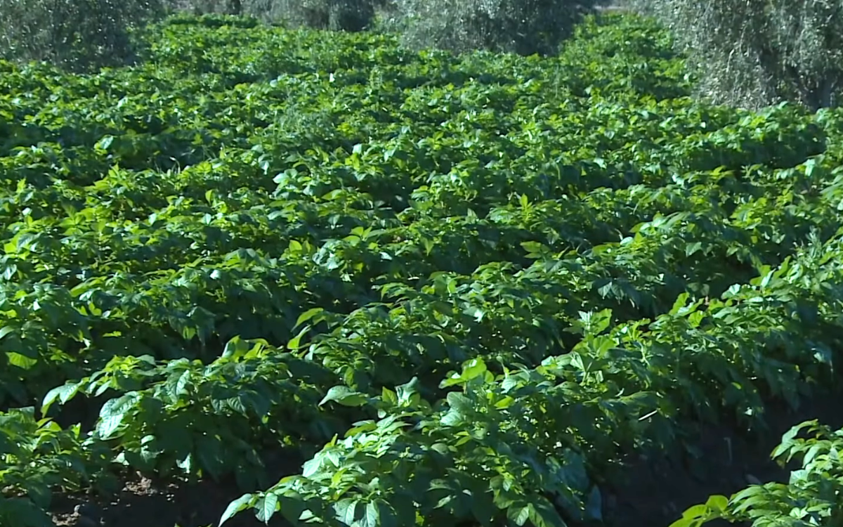 تساقطات مطرية مهمة تنعش القطاع الفلاحي بإقليم الحوز 