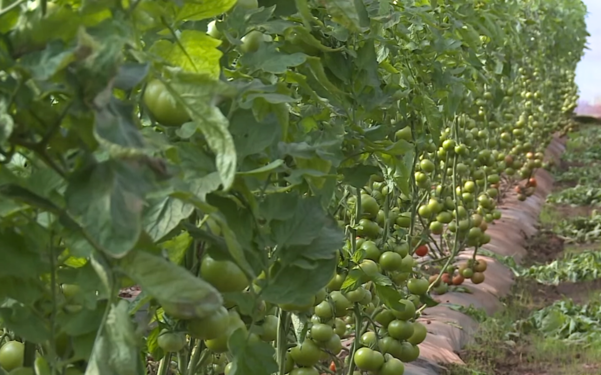 أمطار الخير تبعث الأمل من جديد في نفوس الفلاحين بمنطقة تافيلالت في إقليم الرشيدية