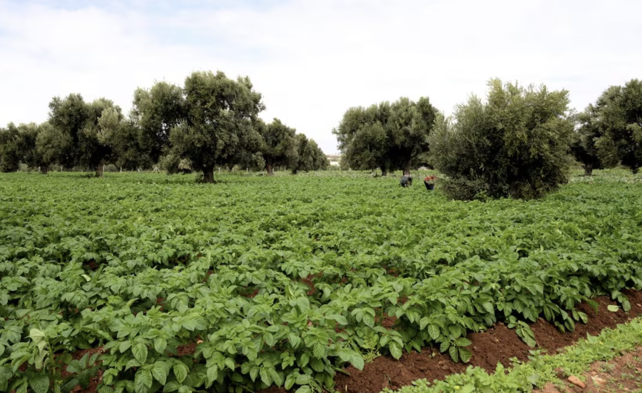 التساقطات المطرية الأخيرة تنعش مختلف السلاسل الفلاحية بإقليم الصويرة