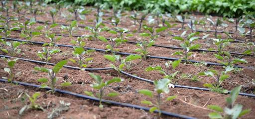 وكالة الحوض المائي لأم الربيع تواصل جهودها لاعتماد الري الموضعي في السقي الفلاحي