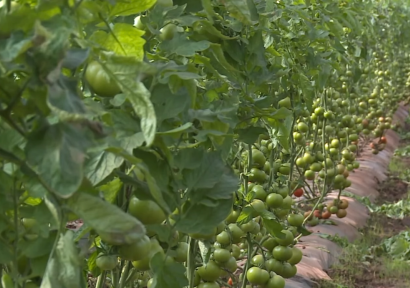 أمطار الخير تبعث الأمل من جديد في نفوس الفلاحين بمنطقة تافيلالت في إقليم الرشيدية