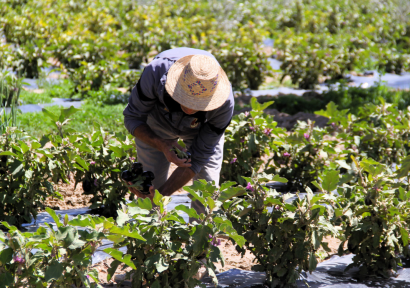 خبير في الهندسة والعلوم الزراعية: التساقطات المطرية الأخيرة تعطي دفعة قوية للمخزون المائي وللفلاحة 