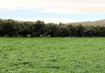 حوض ملوية.. التساقطات المطرية الأخيرة تعطي دفعة قوية لزراعة الحبوب الخريفية