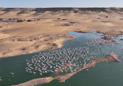 وادي الساقية الحمراء .. جوهرة للتنوع البيولوجي على مشارف الصحراء المغربية