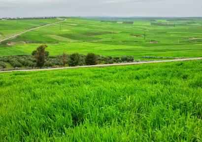 وسط موسم فلاحي واعد.. أمطار استثنائية تعيد انتعاش الغطاء النباتي بالمغرب خلال ربيع 2026