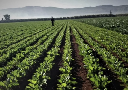 بعد انتعاش الفرشة المائية.. الأمطار الأخيرة تعيد الأمل للفلاحين في جهة الدار البيضاء سطات 