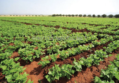 التساقطات المطرية الأخيرة تنعش الموسم الفلاحي وترفع آمال حصاد وفير بالمغرب