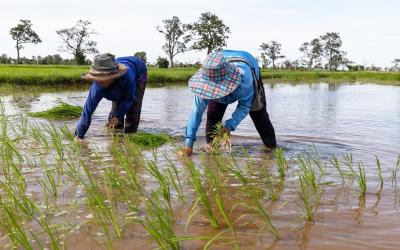 تايلاند تدعو إلى تقليص زراعة الأرز لتوفير المياه بسبب قلة التساقطات المطرية