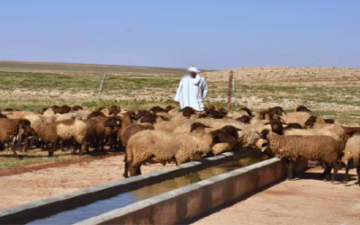 يهم أساسا جهة بني ملال-خنيفرة.. مواصلة العمل على تنزيل برنامج لتوفير نقاط الماء لتوريد الماشية 