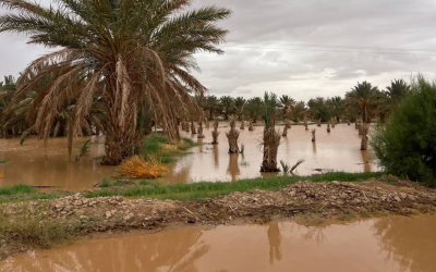 بالصور .. سقي 7 واحات عبر السدود التحويلية بقناة مولاي ابراهيم بوادي غريس بعد 6 سنوات من الجفاف 