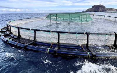 عدد المزارع المرخصة لتربية الأحياء المائية البحرية بالمملكة يبلغ 300 مزرعة