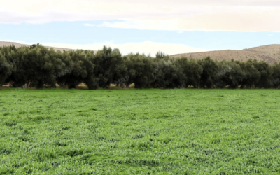 حوض ملوية.. التساقطات المطرية الأخيرة تعطي دفعة قوية لزراعة الحبوب الخريفية