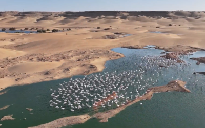 وادي الساقية الحمراء .. جوهرة للتنوع البيولوجي على مشارف الصحراء المغربية