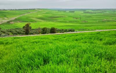 وسط موسم فلاحي واعد.. أمطار استثنائية تعيد انتعاش الغطاء النباتي بالمغرب خلال ربيع 2026